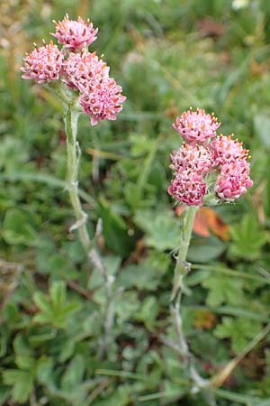 Antennaria dioica \ Gewhnliches Katzenpftchen / Mountain Everlasting, A Trenchtling 3.7.2019