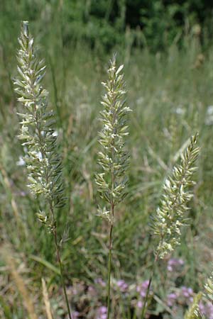 Koeleria pyramidata \ Pyramiden-Kammschmiele / Pyramidal Hair Grass, A Hainburg 14.5.2022