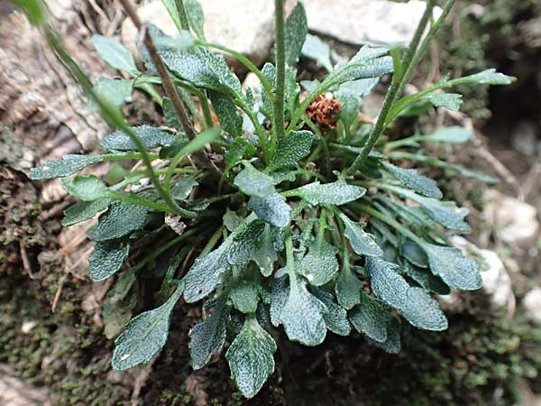 Kernera saxatilis / Kernera, A Trenchtling 3.7.2019