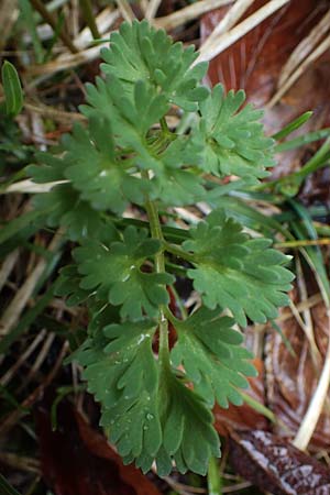 Callianthemum anemonoides \ Anemonen-Schmuckblume / Eastern Callianthemum, A Türnitz 6.5.2022