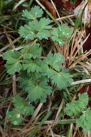 Callianthemum anemonoides \ Anemonen-Schmuckblume / Eastern Callianthemum, A Türnitz 6.5.2022