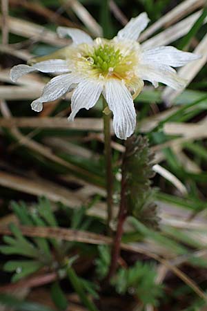 Callianthemum anemonoides \ Anemonen-Schmuckblume / Eastern Callianthemum, A Türnitz 6.5.2022
