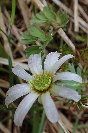 Callianthemum anemonoides \ Anemonen-Schmuckblume / Eastern Callianthemum, A Türnitz 6.5.2022