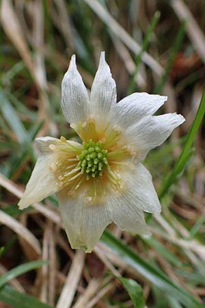 Callianthemum anemonoides \ Anemonen-Schmuckblume / Eastern Callianthemum, A Türnitz 6.5.2022