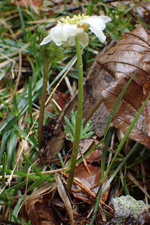 Callianthemum anemonoides \ Anemonen-Schmuckblume / Eastern Callianthemum, A Türnitz 6.5.2022