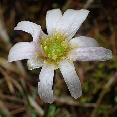 Callianthemum anemonoides \ Anemonen-Schmuckblume / Eastern Callianthemum, A Türnitz 6.5.2022