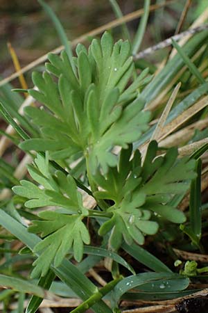 Callianthemum anemonoides \ Anemonen-Schmuckblume / Eastern Callianthemum, A Türnitz 6.5.2022