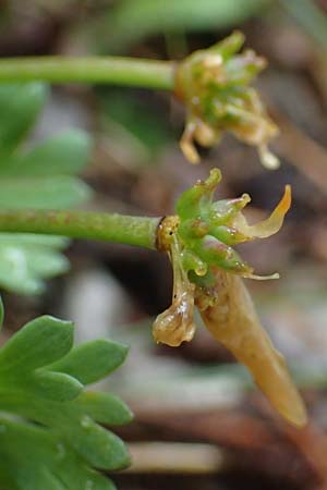 Callianthemum anemonoides \ Anemonen-Schmuckblume / Eastern Callianthemum, A Türnitz 6.5.2022