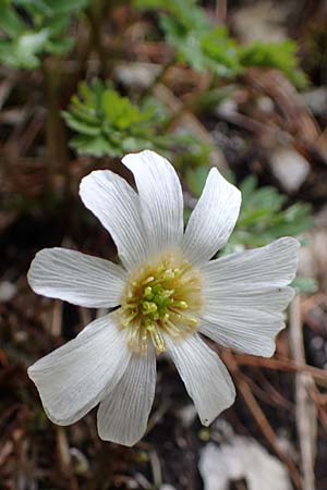 Callianthemum anemonoides \ Anemonen-Schmuckblume / Eastern Callianthemum, A Türnitz 6.5.2022