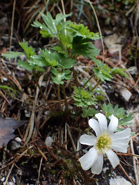 Callianthemum anemonoides \ Anemonen-Schmuckblume / Eastern Callianthemum, A Türnitz 6.5.2022
