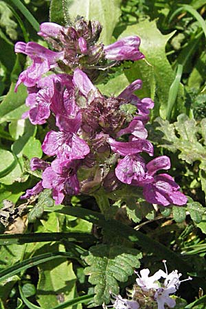 Pedicularis verticillata / Verticillate Lousewort, A Carinthia, Petzen 21.7.2007