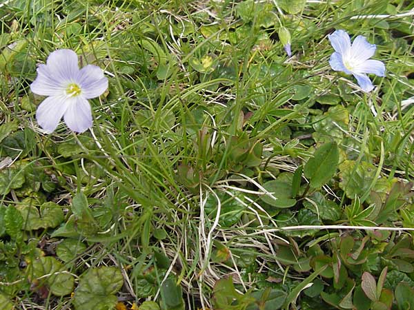 Linum alpinum / Mountain Flax, A Carinthia, Petzen 2.7.2010