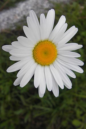 Leucanthemum vulgare \ Magerwiesen-Margerite, Frhe Wucherblume, A Malta - Tal 19.7.2010