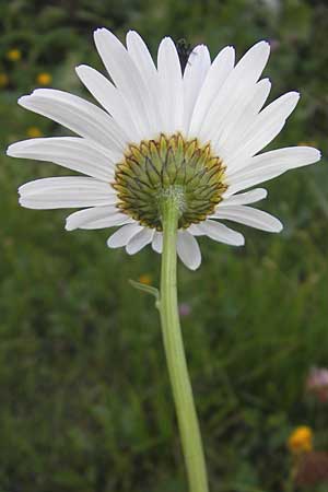 Leucanthemum vulgare \ Magerwiesen-Margerite, Frhe Wucherblume / Early Ox-Eye Daisy, A Malta - Tal / Valley 19.7.2010