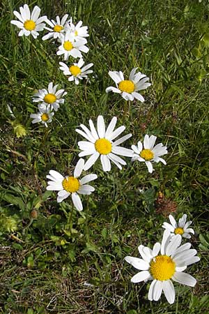 Leucanthemum vulgare \ Magerwiesen-Margerite, Frhe Wucherblume / Early Ox-Eye Daisy, A Malta - Tal / Valley 19.7.2010