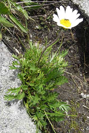 Leucanthemopsis alpina \ Alpen-Margerite / Alpine Moon Daisy, A Malta - Tal / Valley 19.7.2010