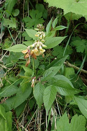 Lathyrus ochraceus subsp. ochraceus \ Ockergelbe Platterbse, A Kärnten, St. Paul im Lavanttal 16.5.2016