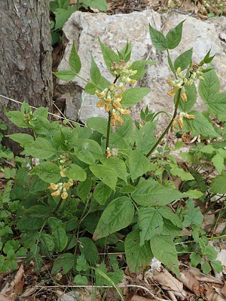 Lathyrus ochraceus subsp. ochraceus \ Ockergelbe Platterbse, A Kärnten, St. Paul im Lavanttal 16.5.2016