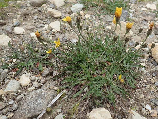 Leontodon autumnalis \ Herbst-Lwenzahn, A Kärnten, Koralpe 9.8.2016