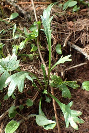 Leucanthemum atratum subsp. atratum \ Gewhnliche Schwarzrand-Margerite, Gewhnliche Schwarzrand-Wucherblume, A Trenchtling 3.7.2019