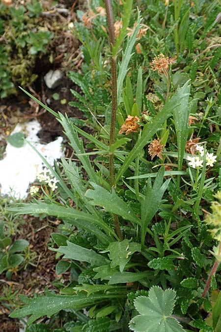 Leucanthemum atratum subsp. atratum \ Gewhnliche Schwarzrand-Margerite, Gewhnliche Schwarzrand-Wucherblume, A Trenchtling 3.7.2019