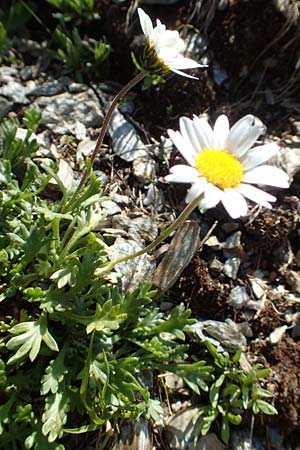 Leucanthemopsis alpina / Alpine Moon Daisy, A Nockberge, Klomnock 10.7.2019