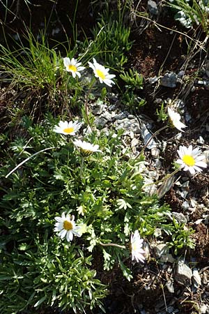 Leucanthemopsis alpina \ Alpen-Margerite / Alpine Moon Daisy, A Nockberge, Klomnock 10.7.2019