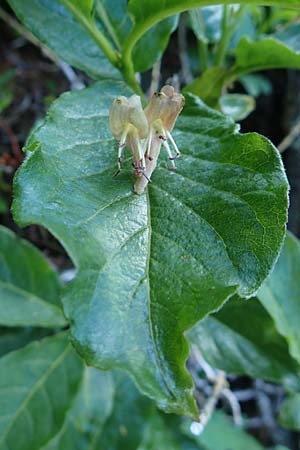 Lonicera alpigena / Alpine Honeysuckle, A Schneealpe 30.6.2020