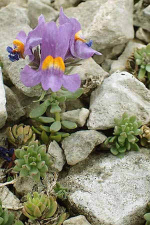 Linaria alpina / Alpine Toadflax, A Dachstein 10.7.2020