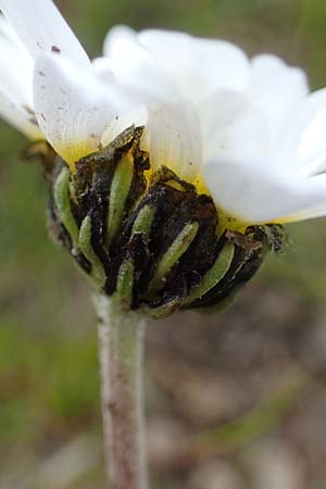 Leucanthemopsis alpina \ Alpen-Margerite, A Wölzer Tauern, Kleiner Zinken 26.6.2021