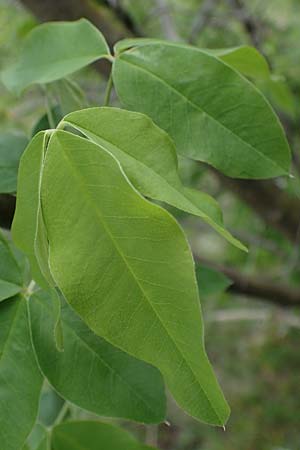 Laburnum anagyroides \ Gewhnlicher Goldregen / Golden Chain, A Perchtoldsdorf 7.5.2022