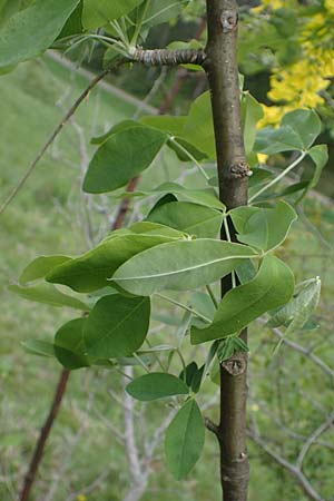 Laburnum anagyroides \ Gewhnlicher Goldregen / Golden Chain, A Perchtoldsdorf 7.5.2022