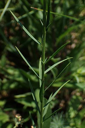 Linum austriacum / Austrian Flax, A Gumpoldskirchen 9.7.2023