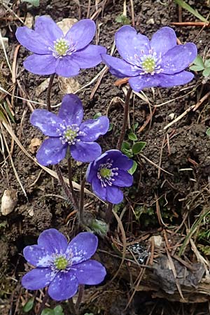 Hepatica nobilis \ Leberblmchen / Liverleaf, A Kärnten/Carinthia, Hochobir 19.5.2016