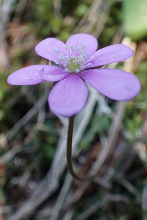 Hepatica nobilis \ Leberblmchen / Liverleaf, A Namlos 1.5.2019