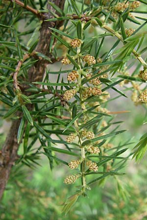 Juniperus communis \ Gewhnlicher Wacholder / Juniper, A Reutte 25.5.2008