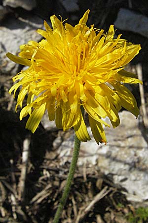 Leontodon hispidus \ Rauer Lwenzahn, Steifhaariges Milchkraut / Rough Hawkbit, A Kärnten/Carinthia, Petzen 21.7.2007