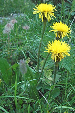 Trommsdorffia uniflora \ Einbltiges Ferkelkraut, A Turrach 22.7.2007