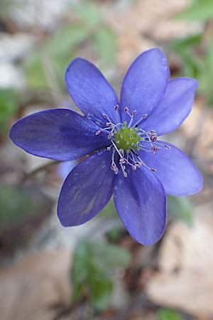 Hepatica nobilis \ Leberblmchen / Liverleaf, A Kärnten/Carinthia, Hochstuhl 17.5.2016