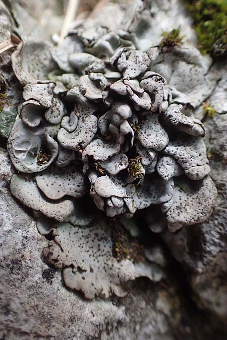 Dermatocarpon miniatum ? \ Kalk-Lederflechte / Stippleback Lichen, A Kärnten/Carinthia, Hochobir 19.5.2016