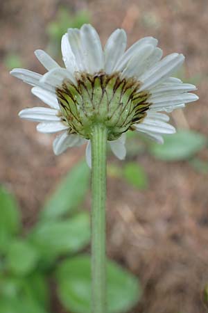 Leucanthemum adustum subsp. margaritae \ stliche Berg-Margerite, Berg-Wucherblume / Eastern Mountain Ox-Eye Daisy, A Pusterwald 1.7.2019