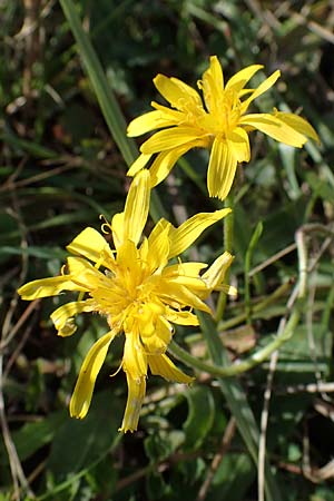 Leontodon incanus \ Grauer Lwenzahn, A Perchtoldsdorf 22.9.2022