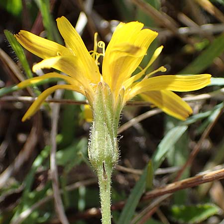 Leontodon incanus \ Grauer Lwenzahn / Grey Hawkbit, A Perchtoldsdorf 22.9.2022