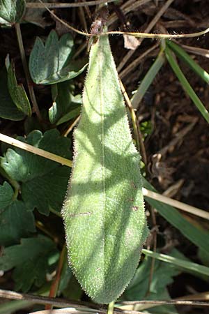 Leontodon incanus \ Grauer Lwenzahn, A Perchtoldsdorf 22.9.2022