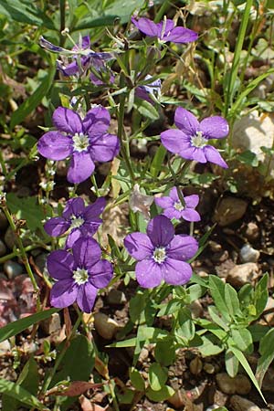 Legousia speculum-veneris \ Gewhnlicher Frauenspiegel, Venusspiegel / Large Venus' Looking-Glass, A Weikersdorf am Steinfeld 7.7.2023