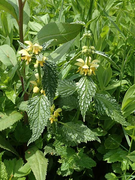 Lamium flavidum \ Blassgelbe Goldnessel / Pale Yellow Archangel, A Rax 28.6.2020