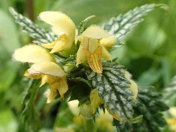 Lamium flavidum \ Blassgelbe Goldnessel / Pale Yellow Archangel, A Rax 28.6.2020