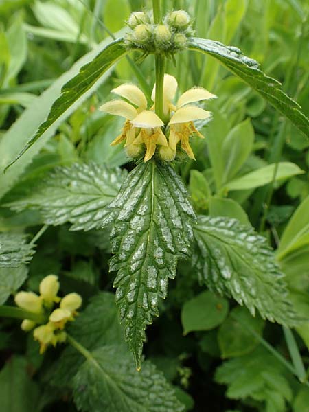 Lamium flavidum \ Blassgelbe Goldnessel / Pale Yellow Archangel, A Rax 28.6.2020