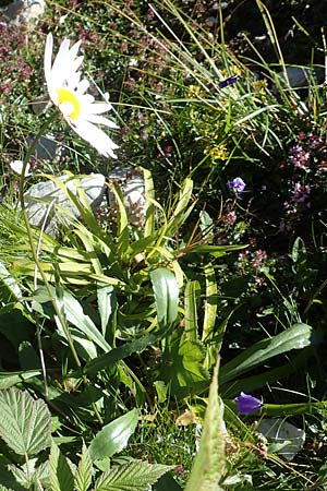 Leucanthemum heterophyllum \ Verschiedenblttrige Margerite / Variousleaf Ox-Eye Daisy, A Kärnten/Carinthia, Petzen 8.8.2016