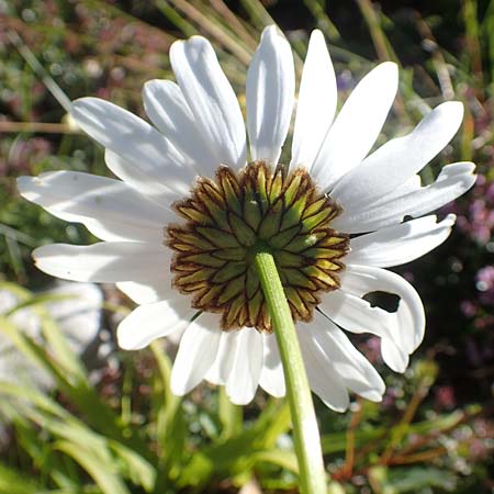 Leucanthemum heterophyllum \ Verschiedenblttrige Margerite / Variousleaf Ox-Eye Daisy, A Kärnten/Carinthia, Petzen 8.8.2016